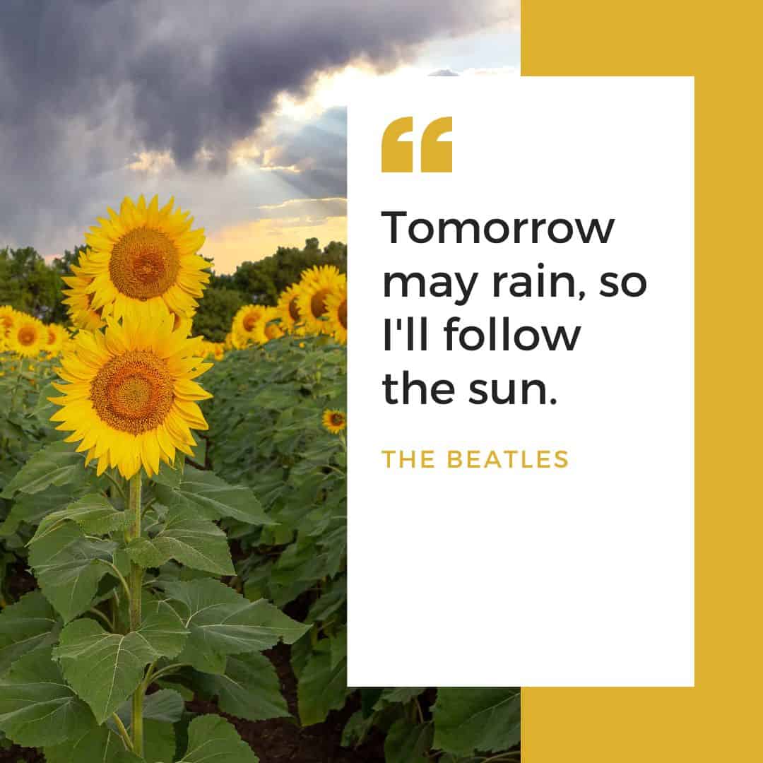 Sunflower Smile Quotes