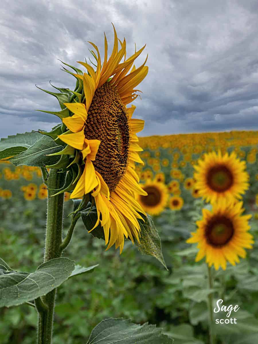 sunflower quotes