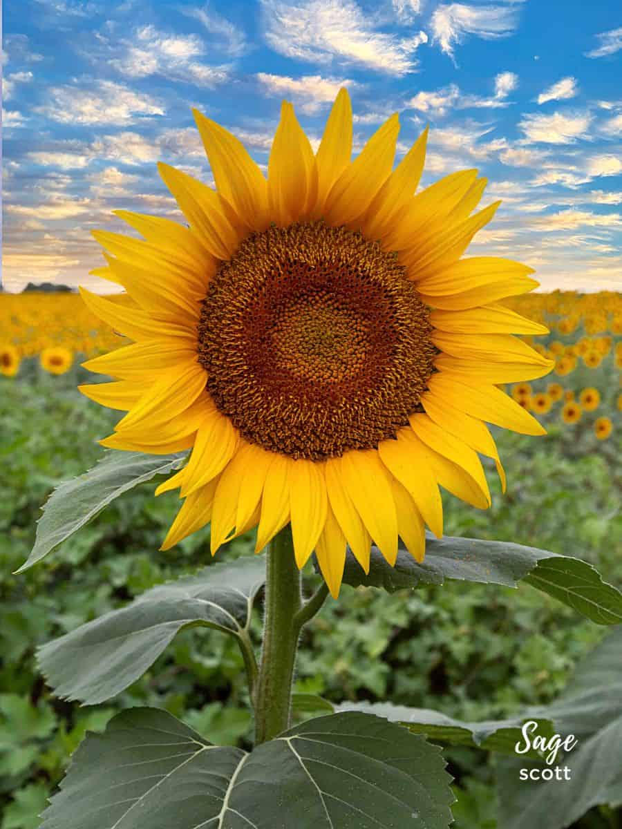 Sunflowers in Sunny Weather