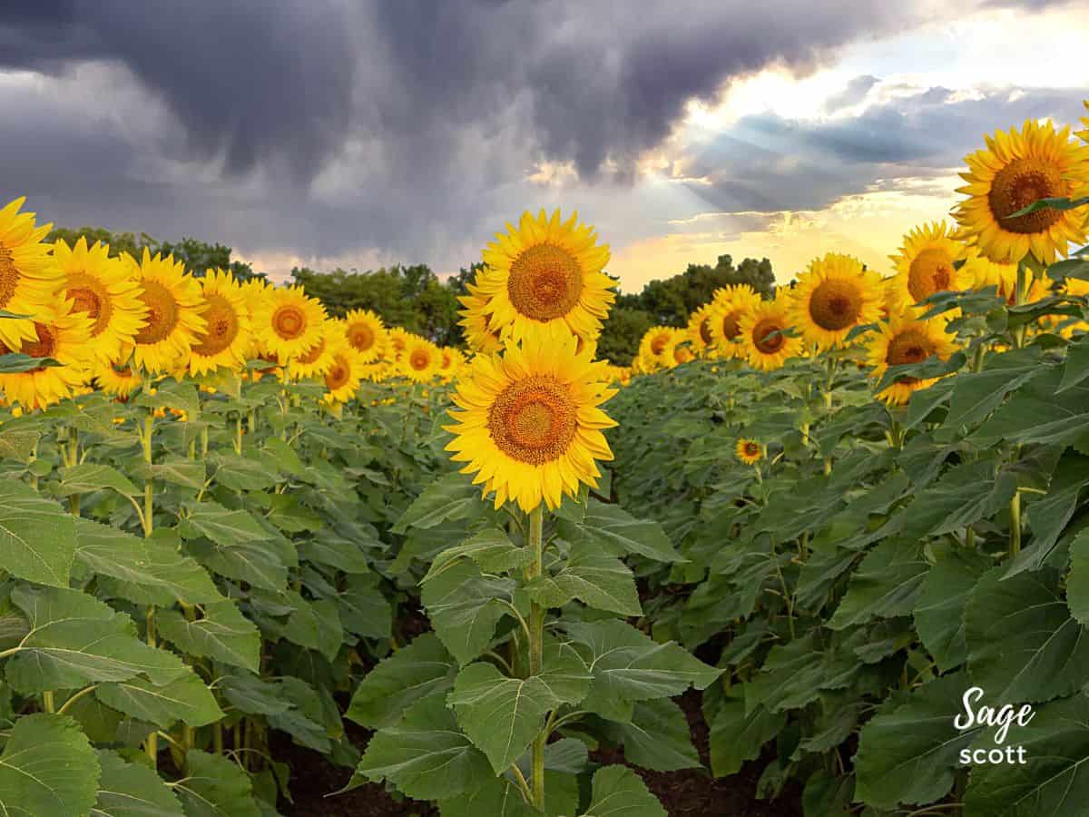 Sunflower Field with Storm Clouds