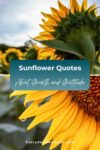 Close-up photos of sunflowers with a text overlay that reads, “Sunflower Quotes: About Growth and Gratitude. EverydayWanderer.com.”.