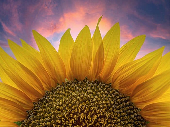Top Half of Sunflower at Sunrise