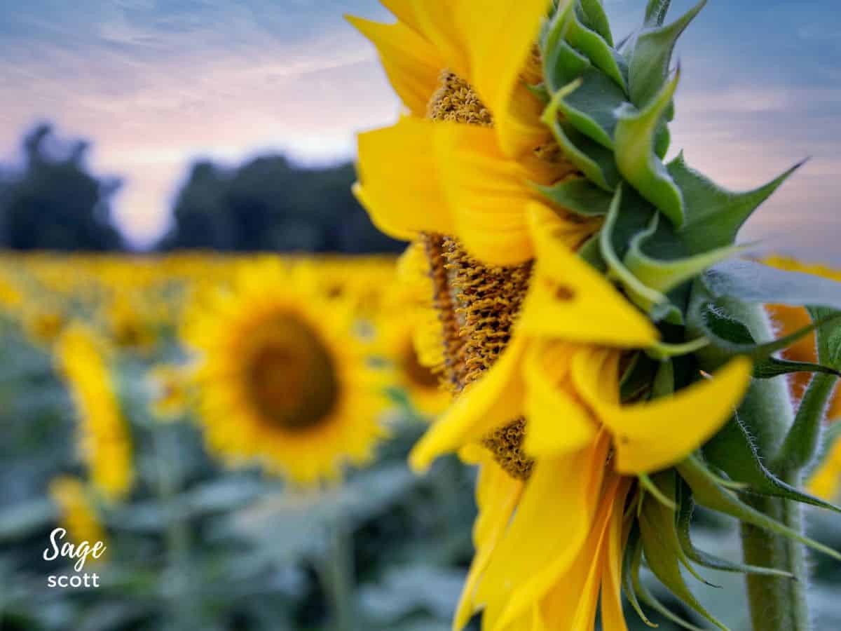 Sunflower Side View Focus on Seeds