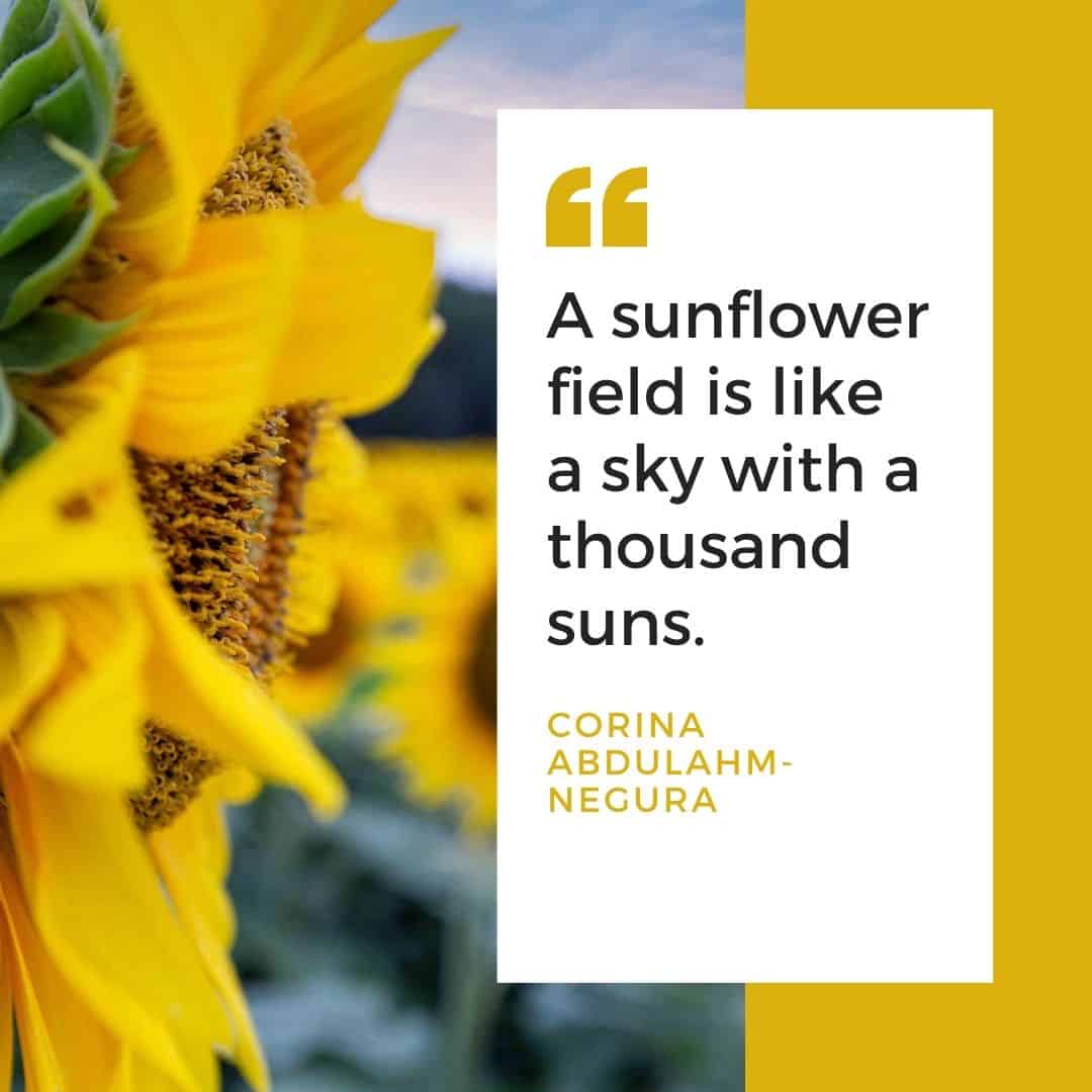 sunflower quotes