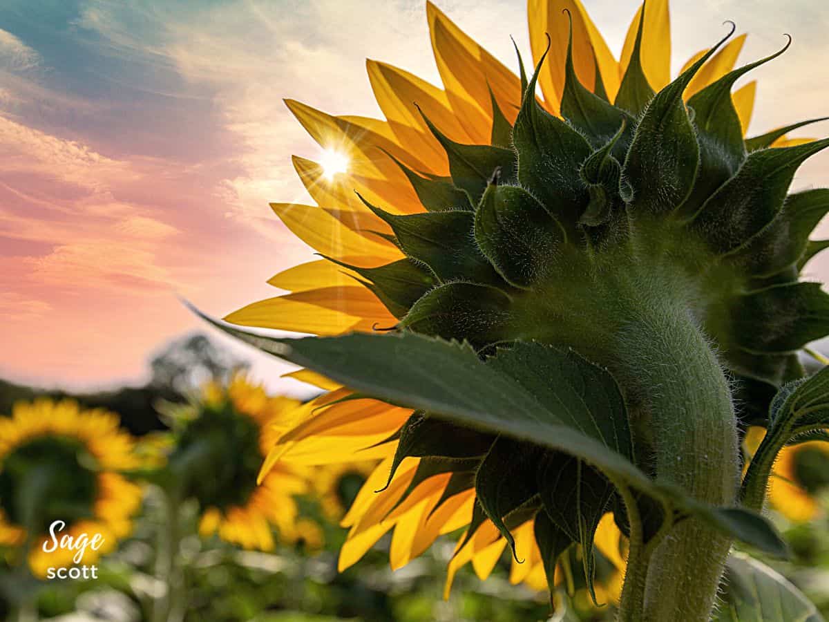 Sunflower with Sunburst at Sunset