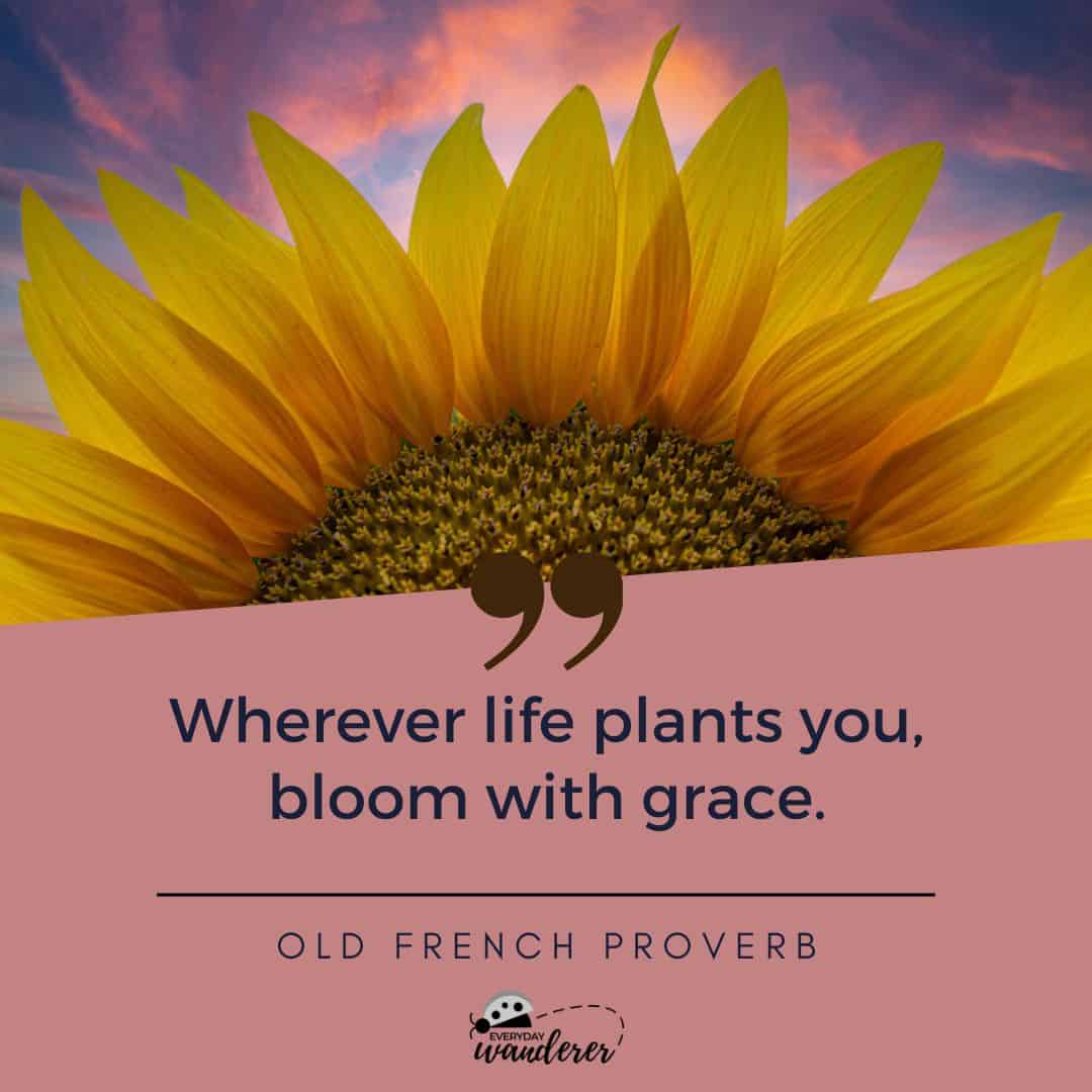 Wherever life plants you bloom with grace quote