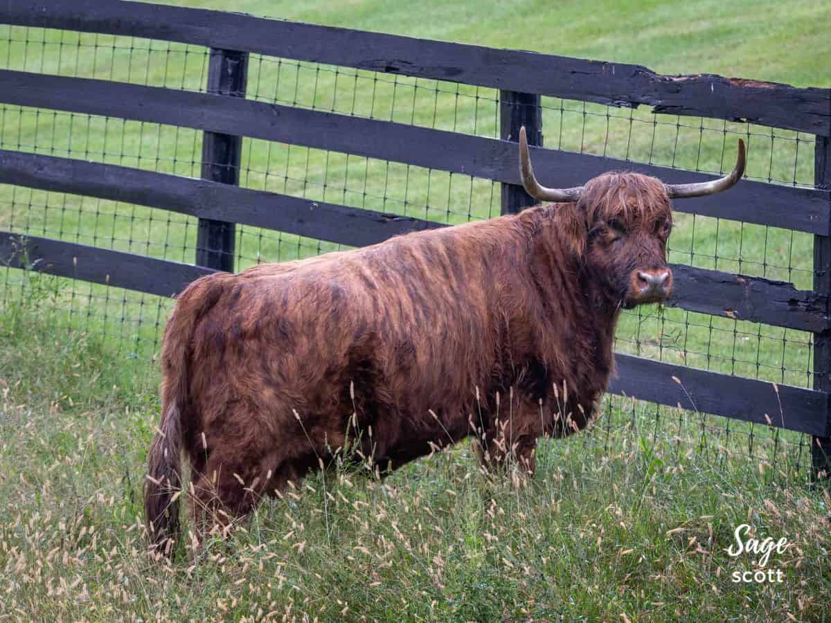 A long horn cow grazing in a green field
