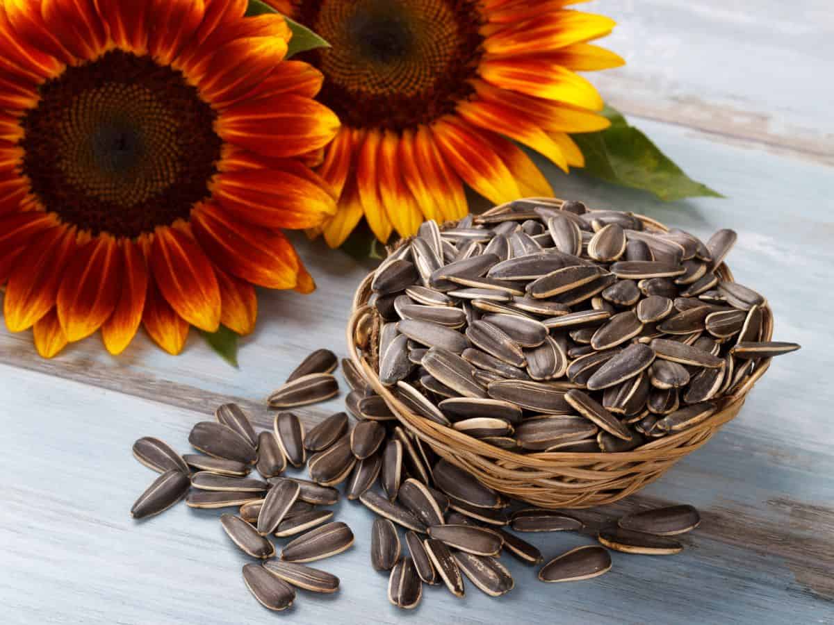 Bowl of Roasted Sunflower Seeds