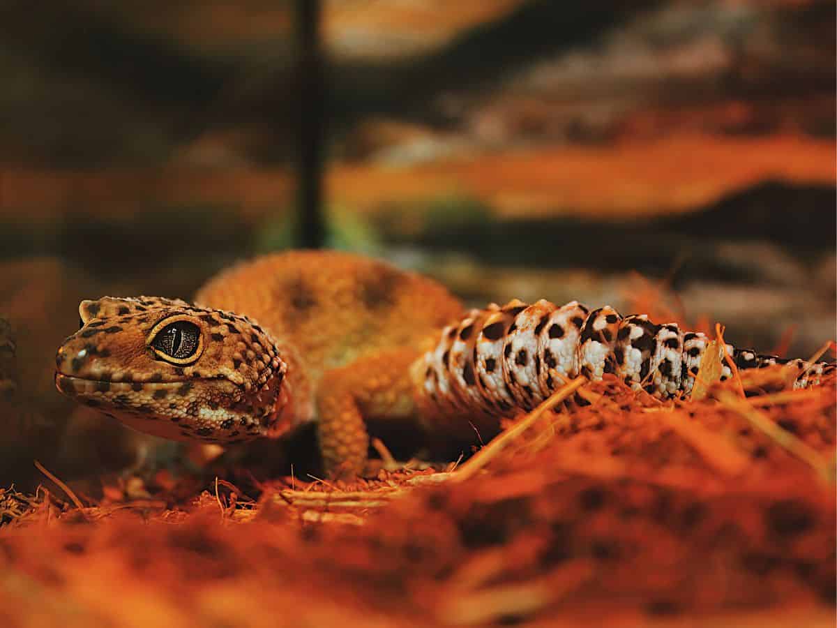 Leopard Gecko at Emerald Coast Science Center