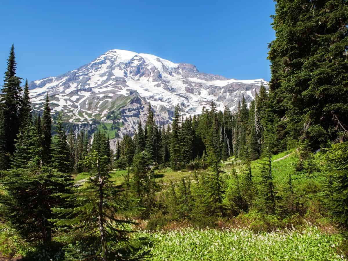 Snow-capped Mount Rainier with evergreens in the foreground