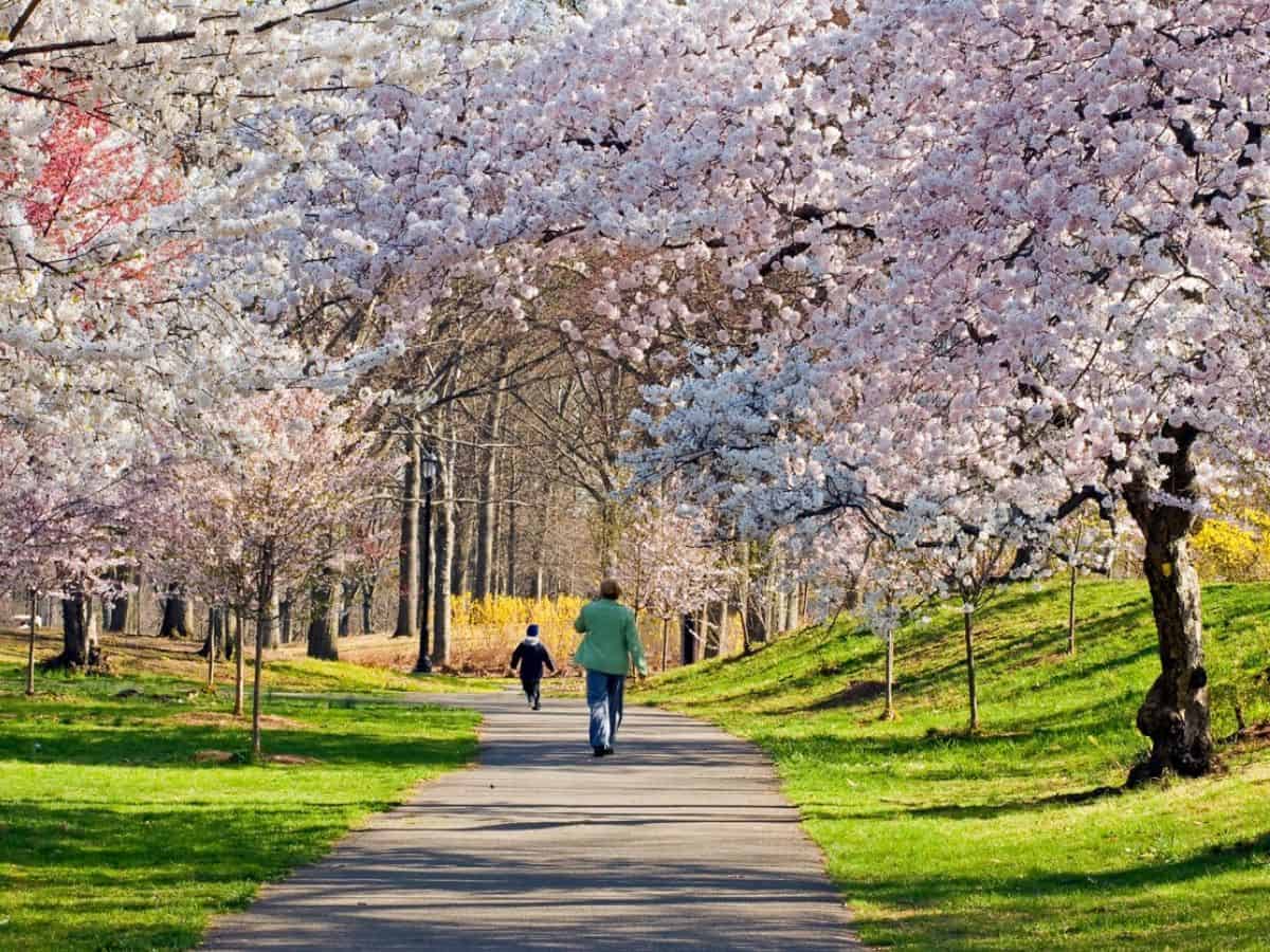 People walking on a path at Branch Brook Park when the cherry blossoms are blooming