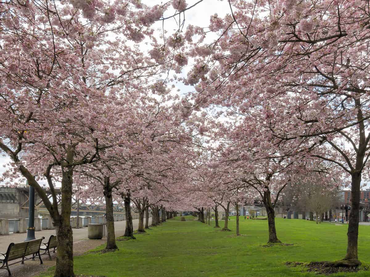 Cherry blossoms along the waterfront in Portland, Oregon.