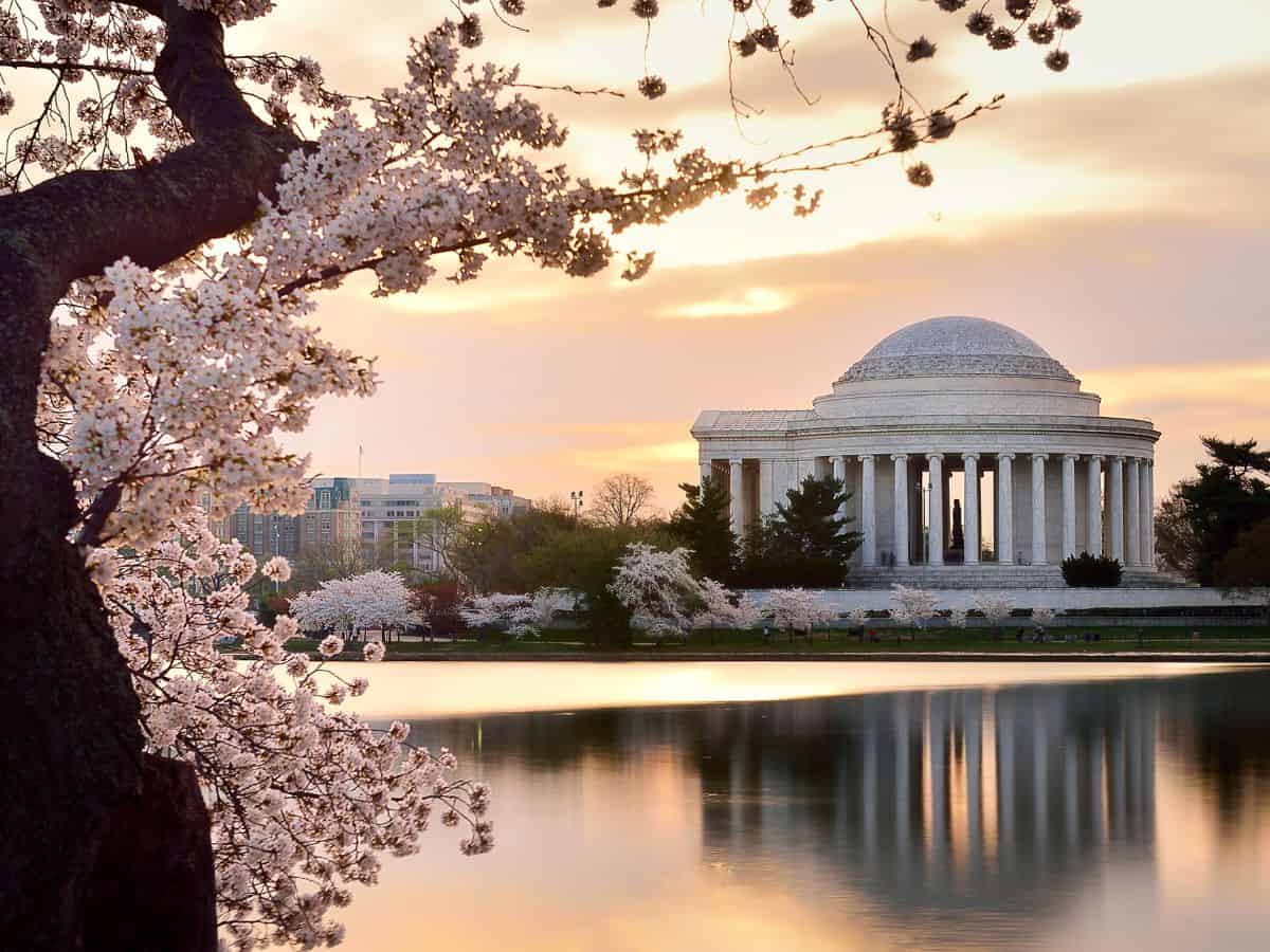 Cherry Blossoms Around the Tidal Basin Jefferson Memorial Sunrise