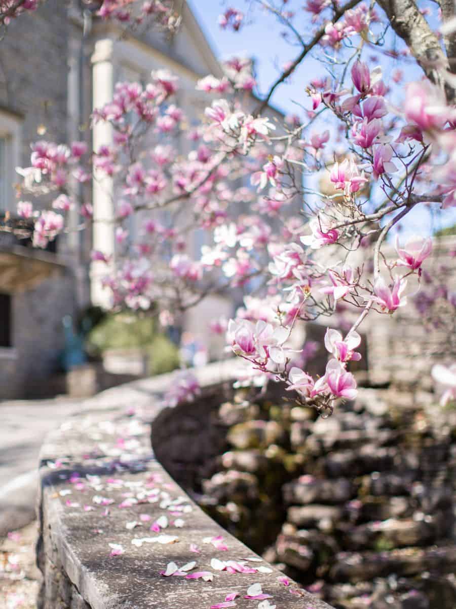 Cherry Blossoms in Nashville TN