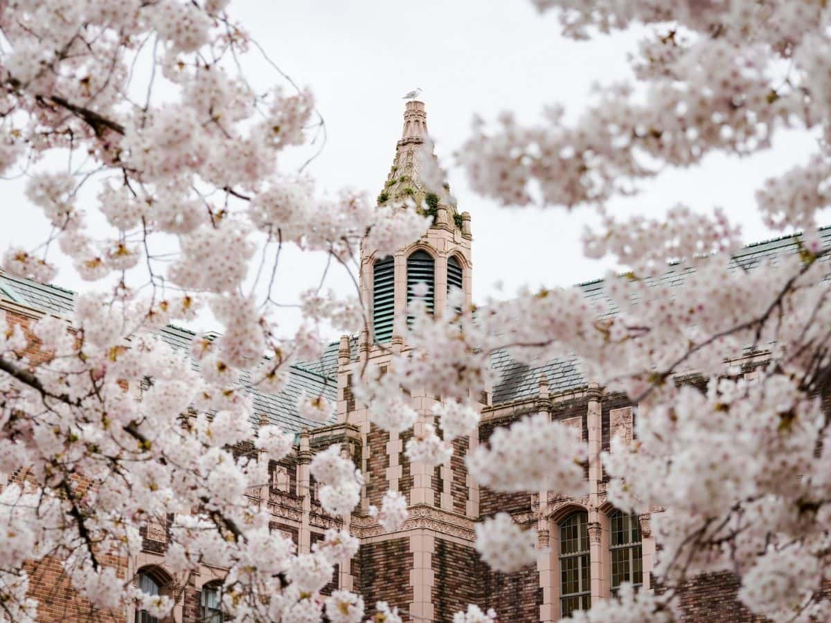 A building on the University of Washington campus framed by cherry blossoms.