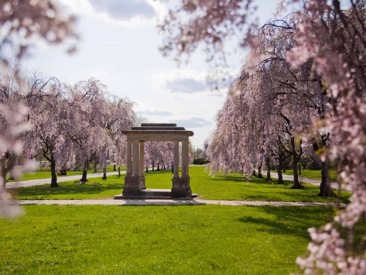 Cherry Blossoms in West Fairmount Park in Philadelphia