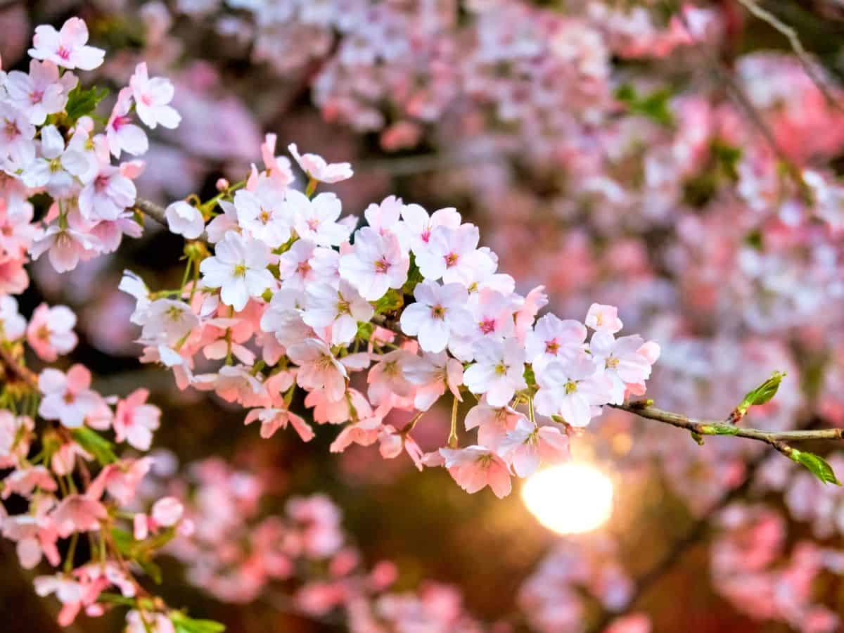 Where to See Cherry Blossoms: 24 Enchanting Cities in the US