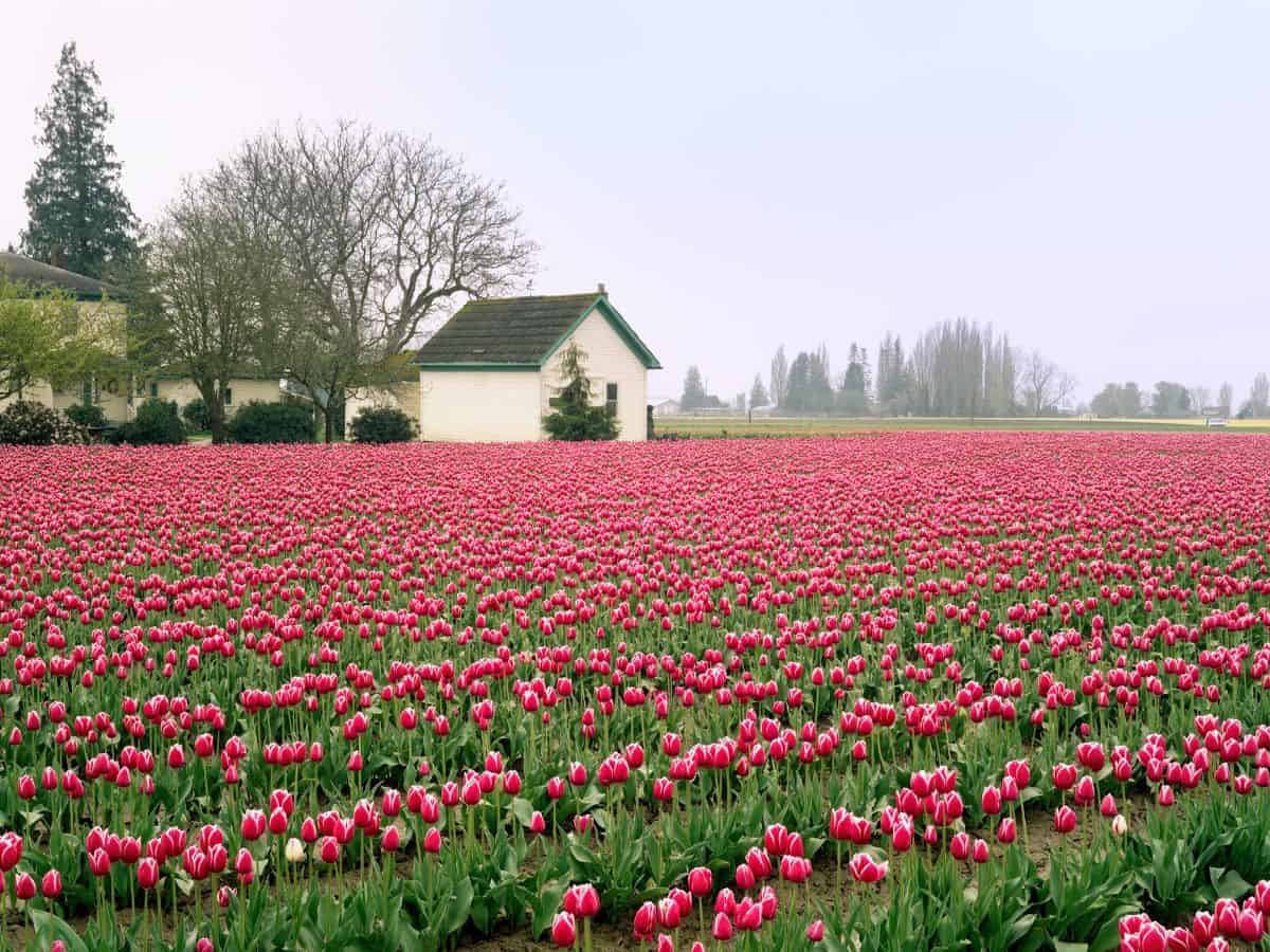 Field of Pink Tulips