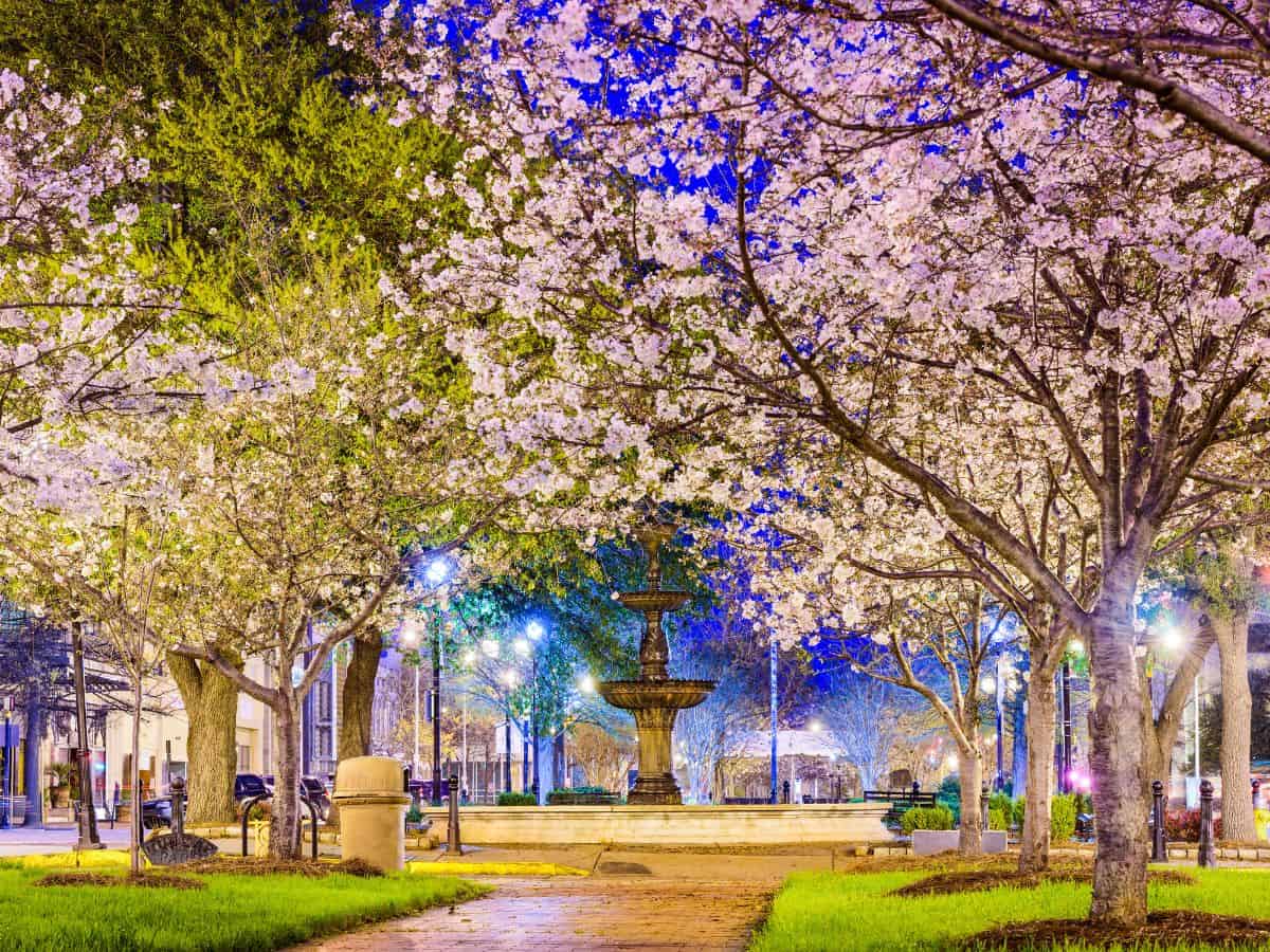 Macon GA is known as the Cherry Blossom Capital of the World