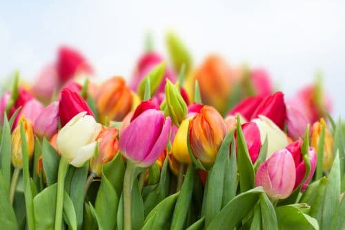 A group of tulips