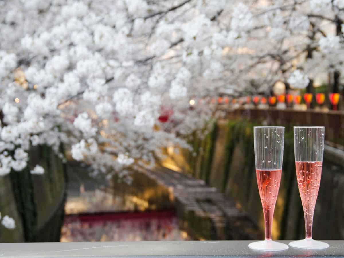 Two Glasses of Sparkling Drink Under Cherry Blossom Trees During Hanami