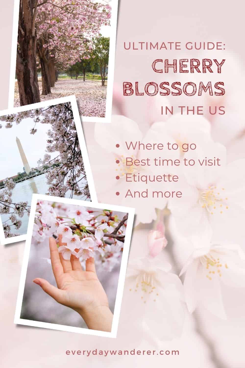 A cherry blossom background with an assortment of trees with delicate pink flowers.