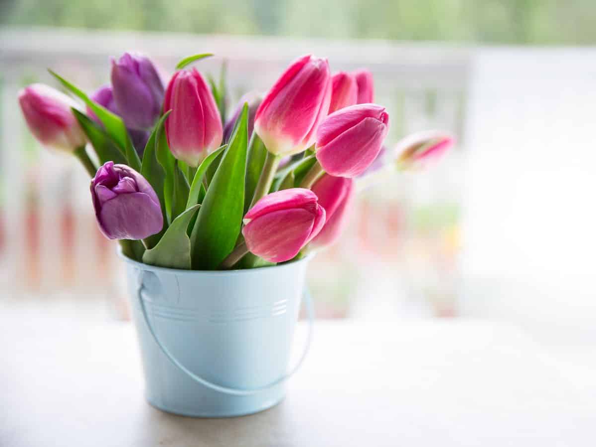 White Bucket of Purple and Pink Tulips