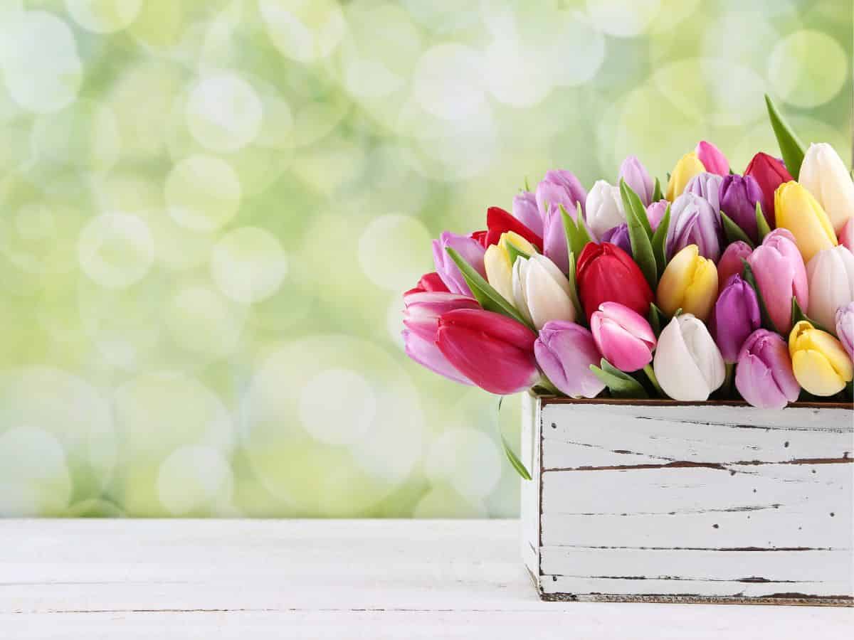 Wooden Box of Tulips