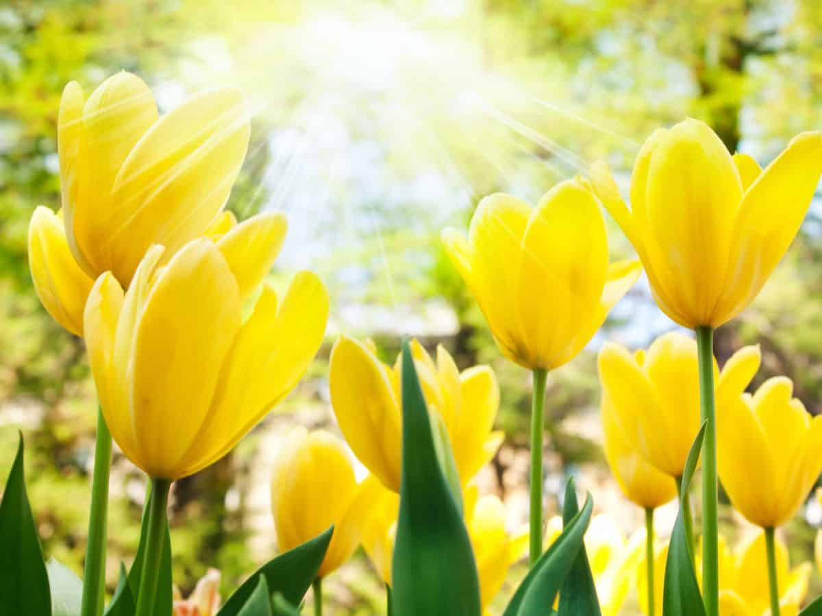 Yellow Tulips with Sunshine
