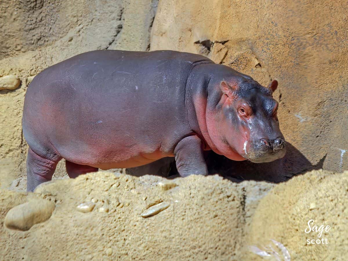 Fiona the hippo up on some rocks at the Cincinnati Zoo