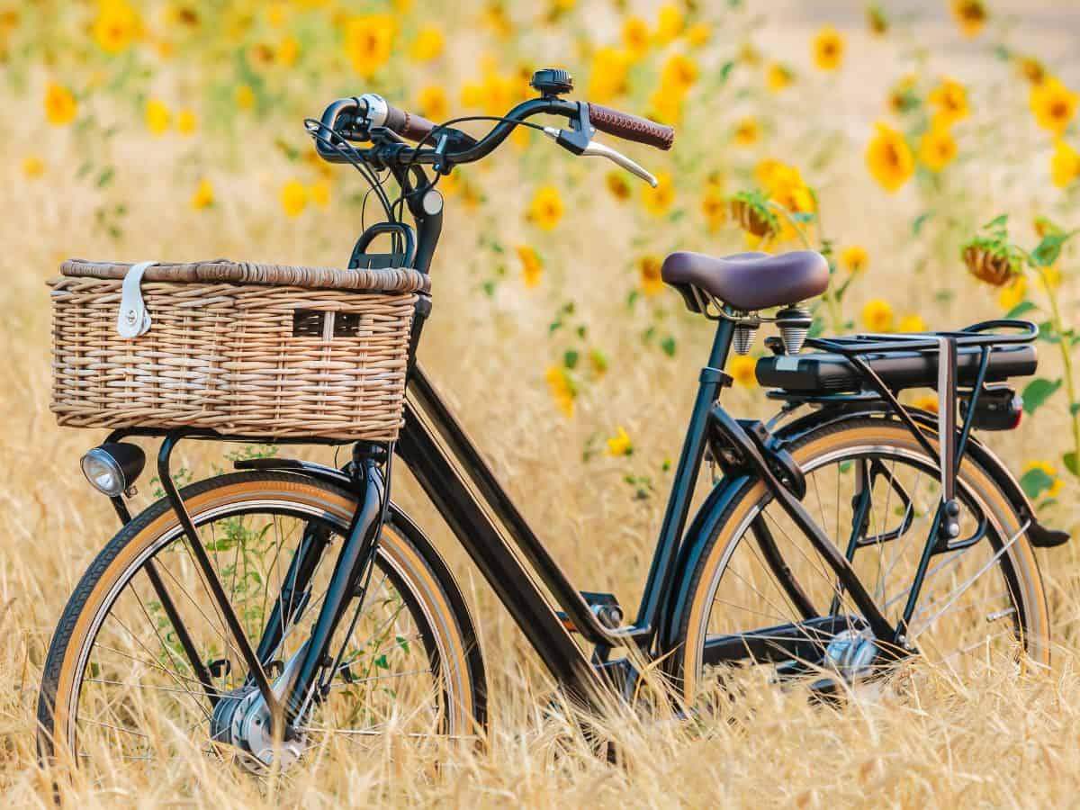 Black bicycle with a basket in front sitting in a field of sunflowers.
