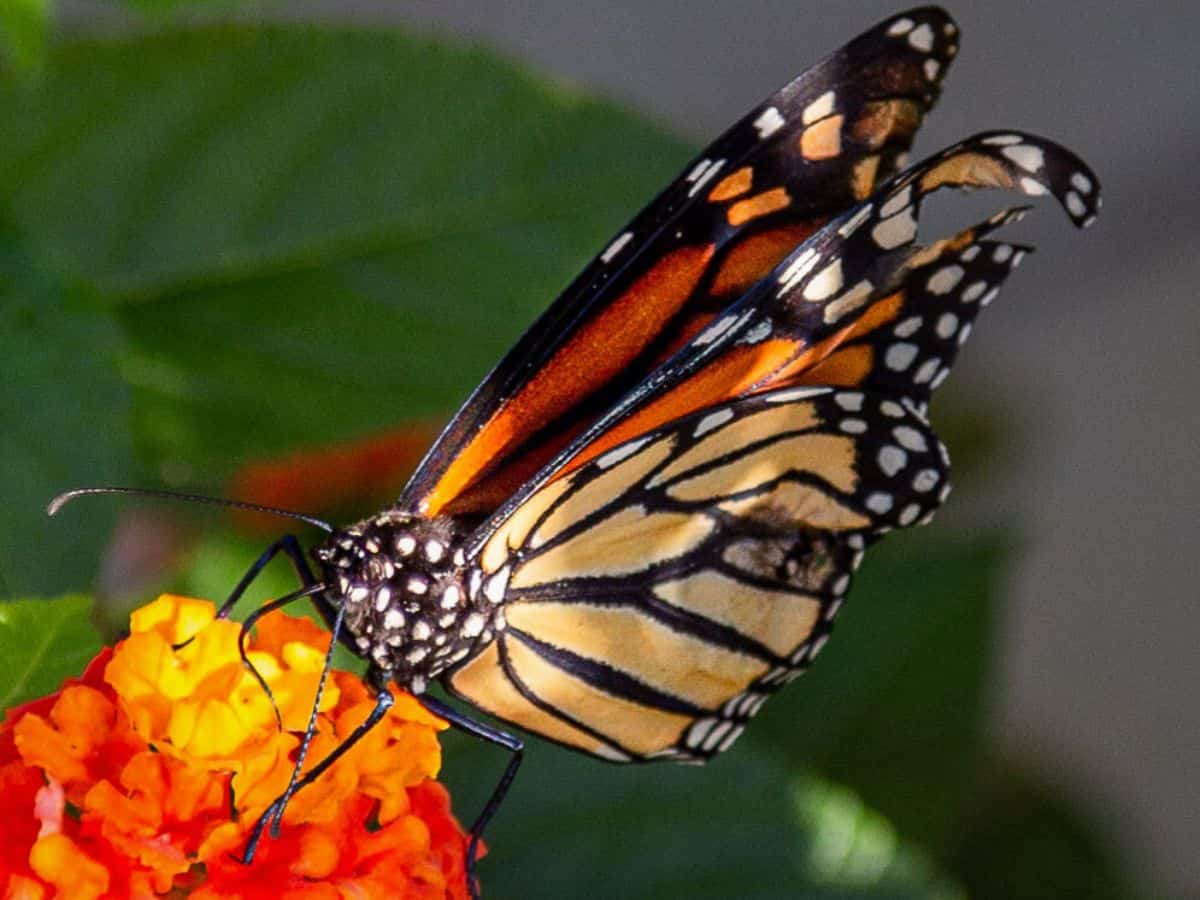 A monarch butterfly on an orange flower at Lauritzen Gardens in Omaha