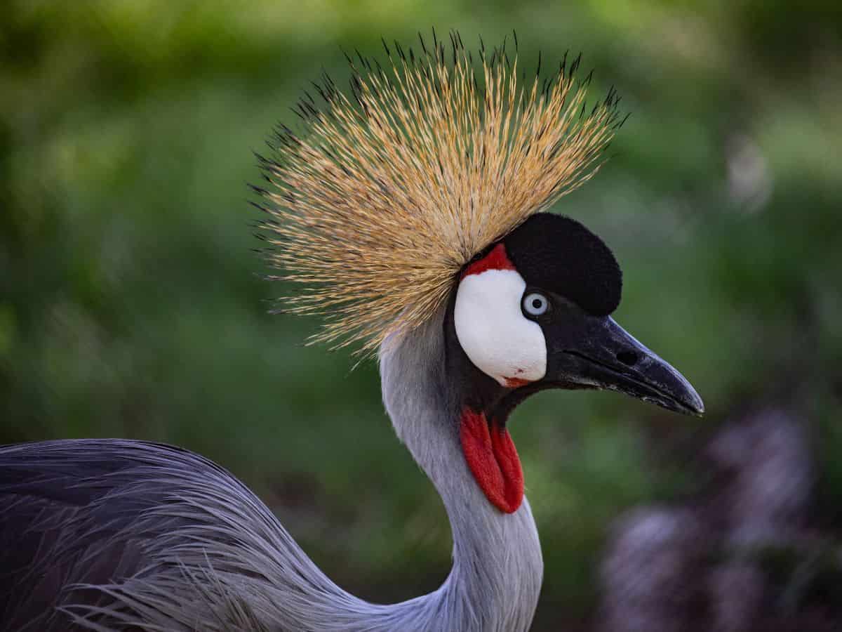 An African crowned crane at a zoo with free admission.