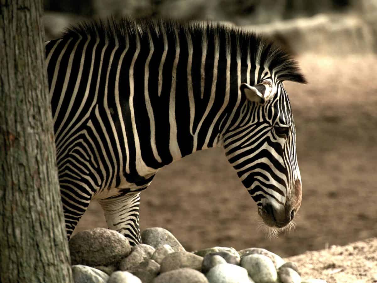 A zebra standing next to a tree at the Lincoln Park Zoo.
