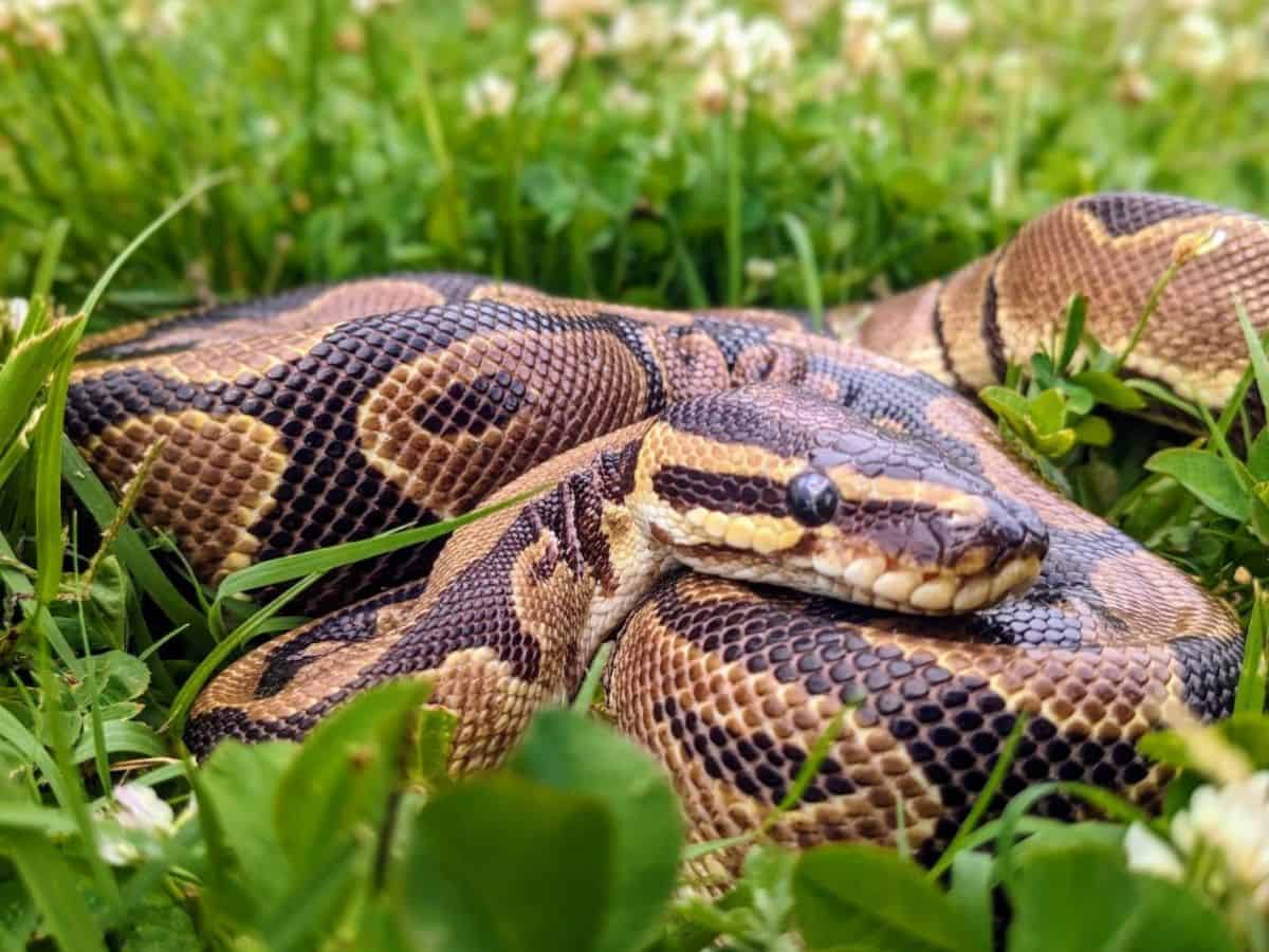 A ball python resting in the grass at Cape May County Park/Zoo.