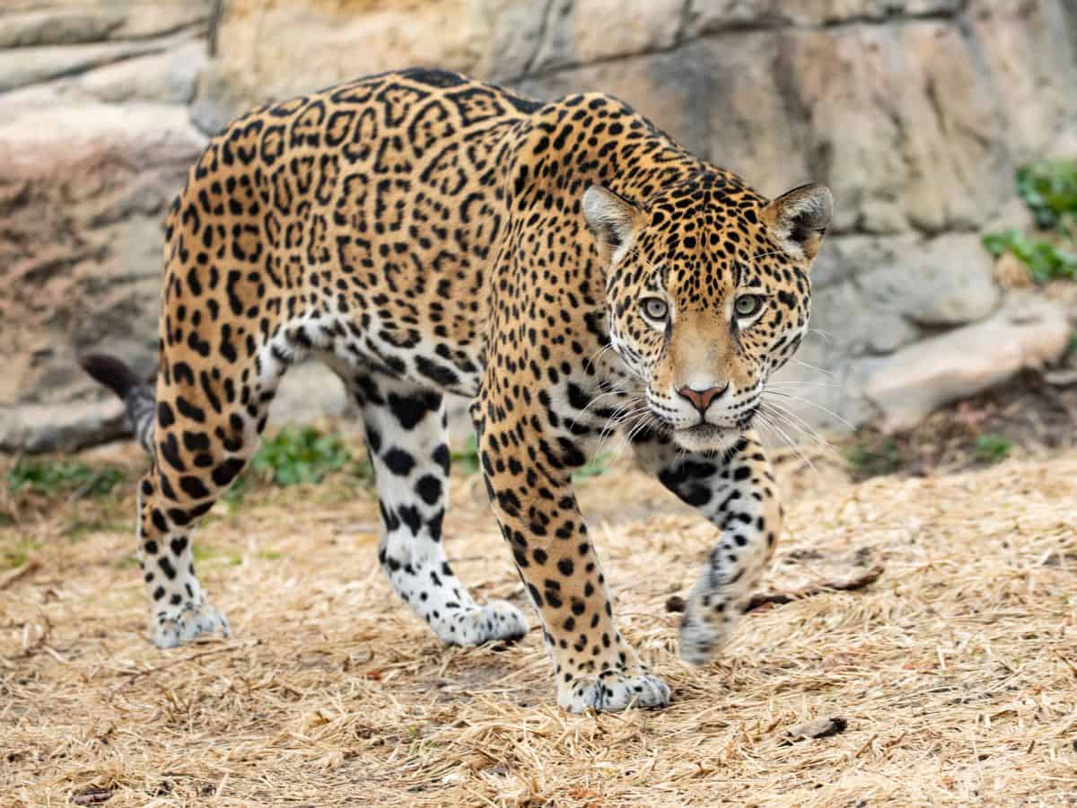 Jaguar at the Lee Richardson Zoo.