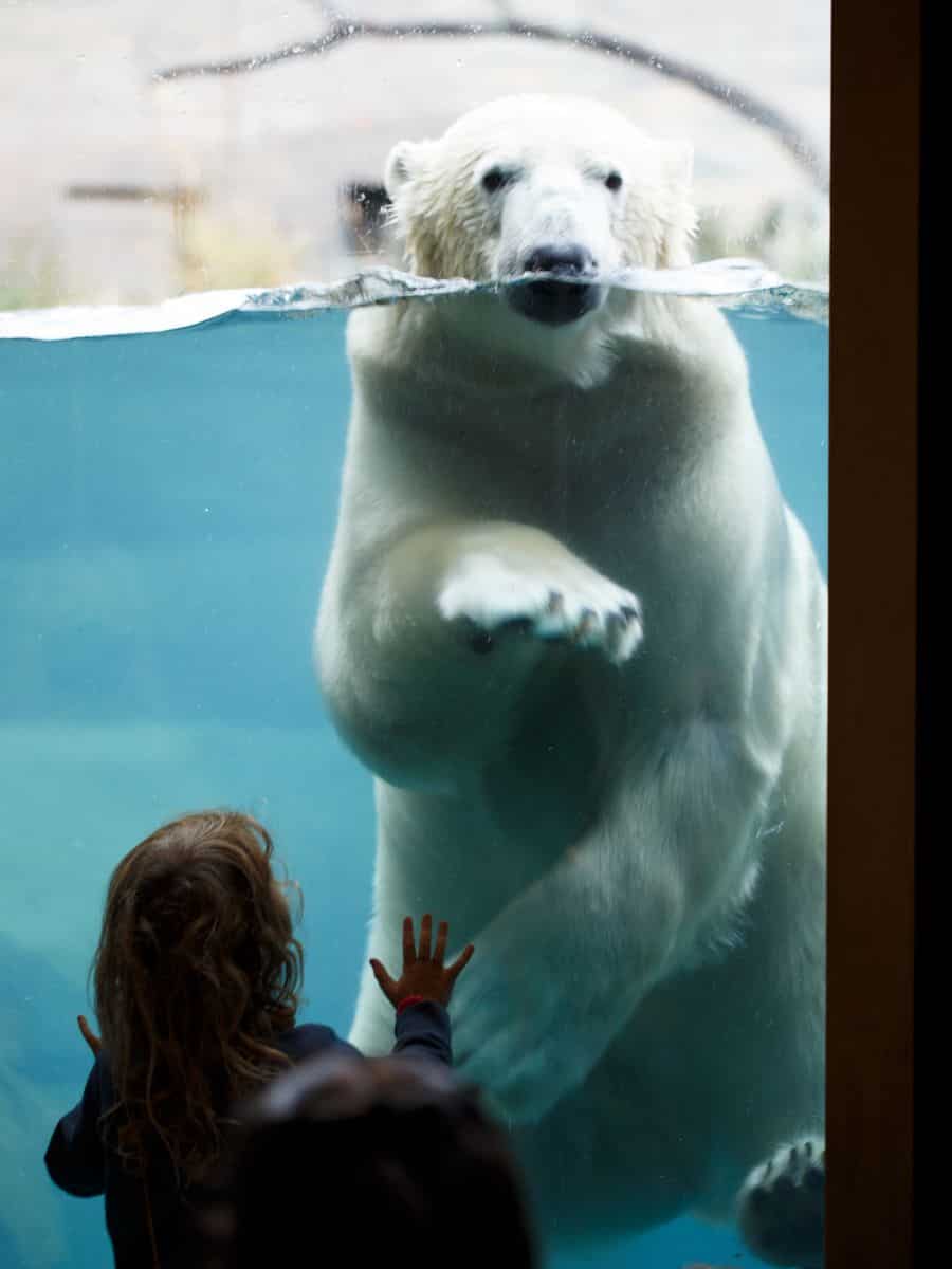 A child observing a polar bear at Como Zoo.