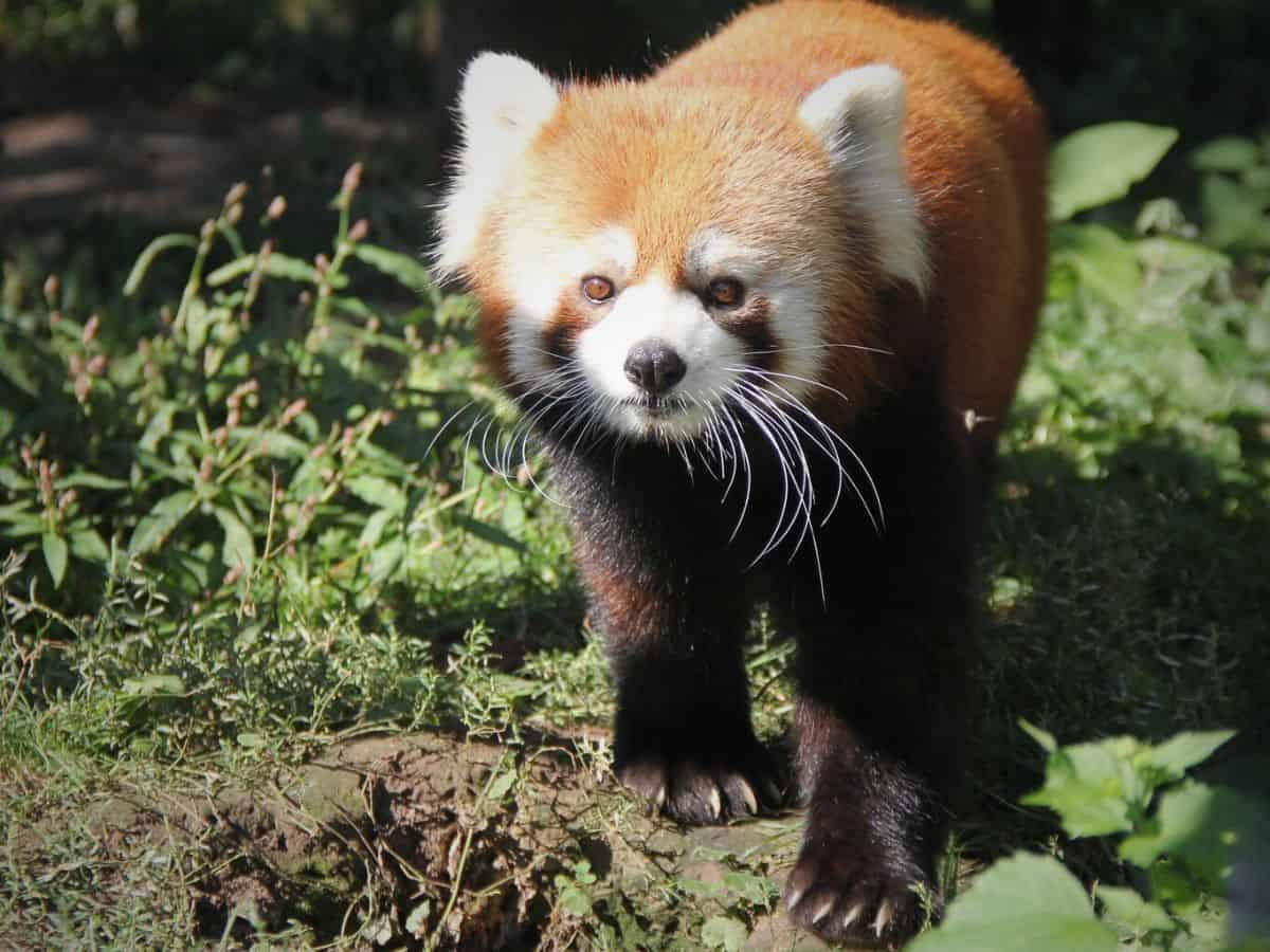 A red panda walking in the grass at the Henry Vilas Zoo.