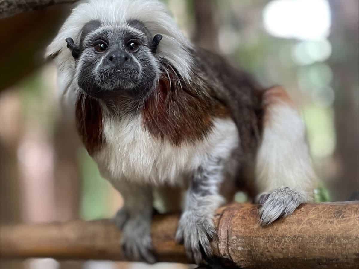 A tamarin on a branch at the Salisbury Zoo.