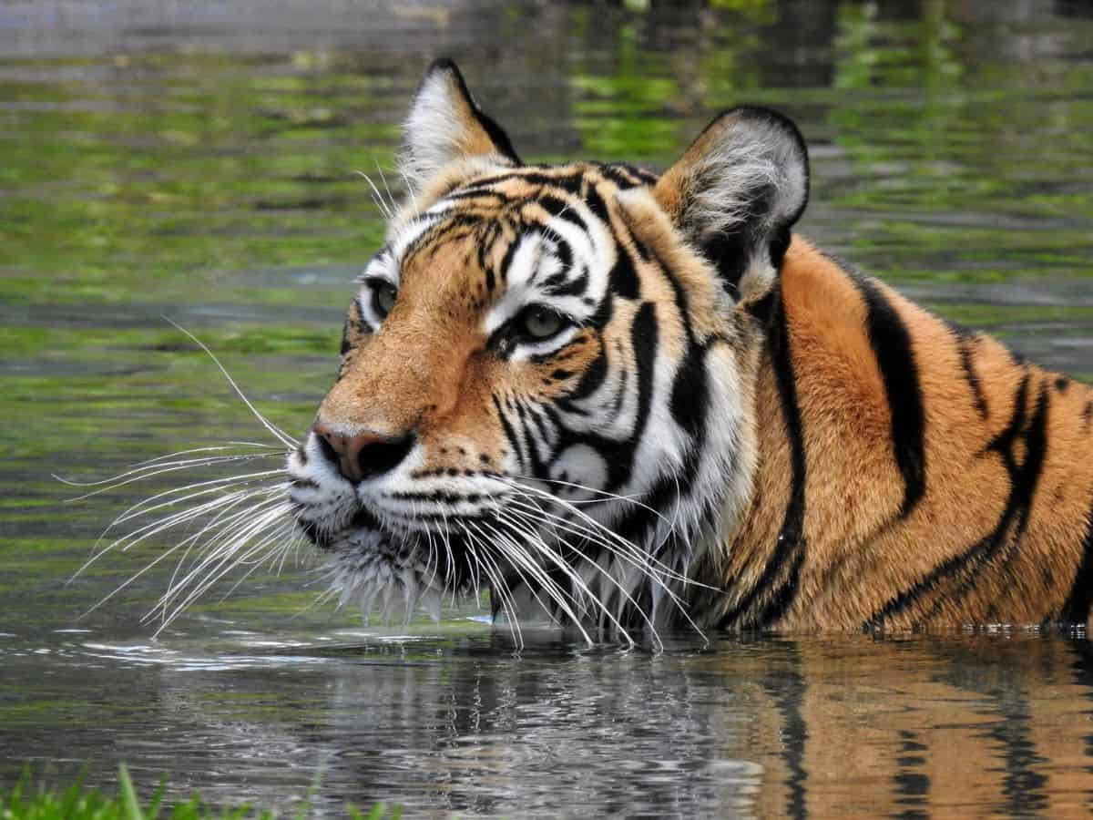 A tiger is swimming in the water at Panaewa Rainforest Zoo.
