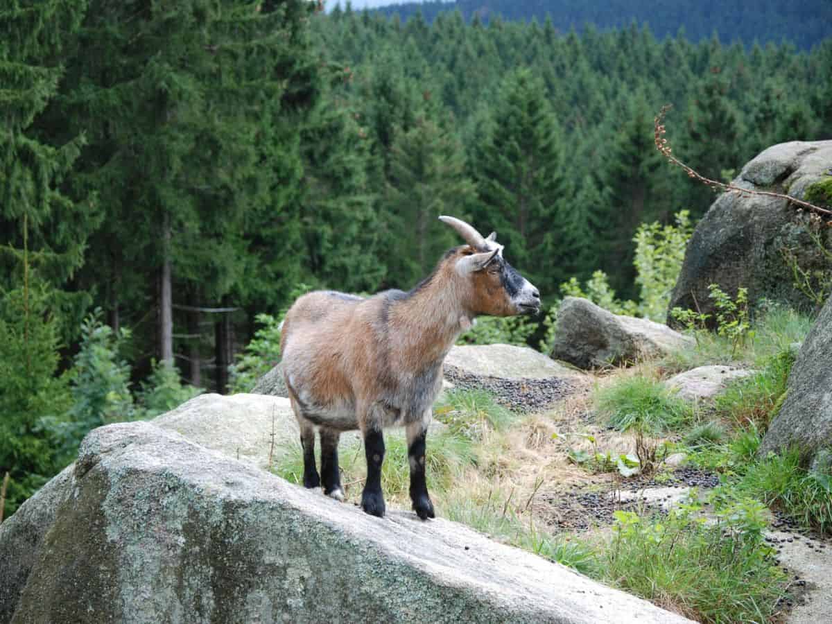 A young billy goat standing on a large rock in the Harz Mountains.