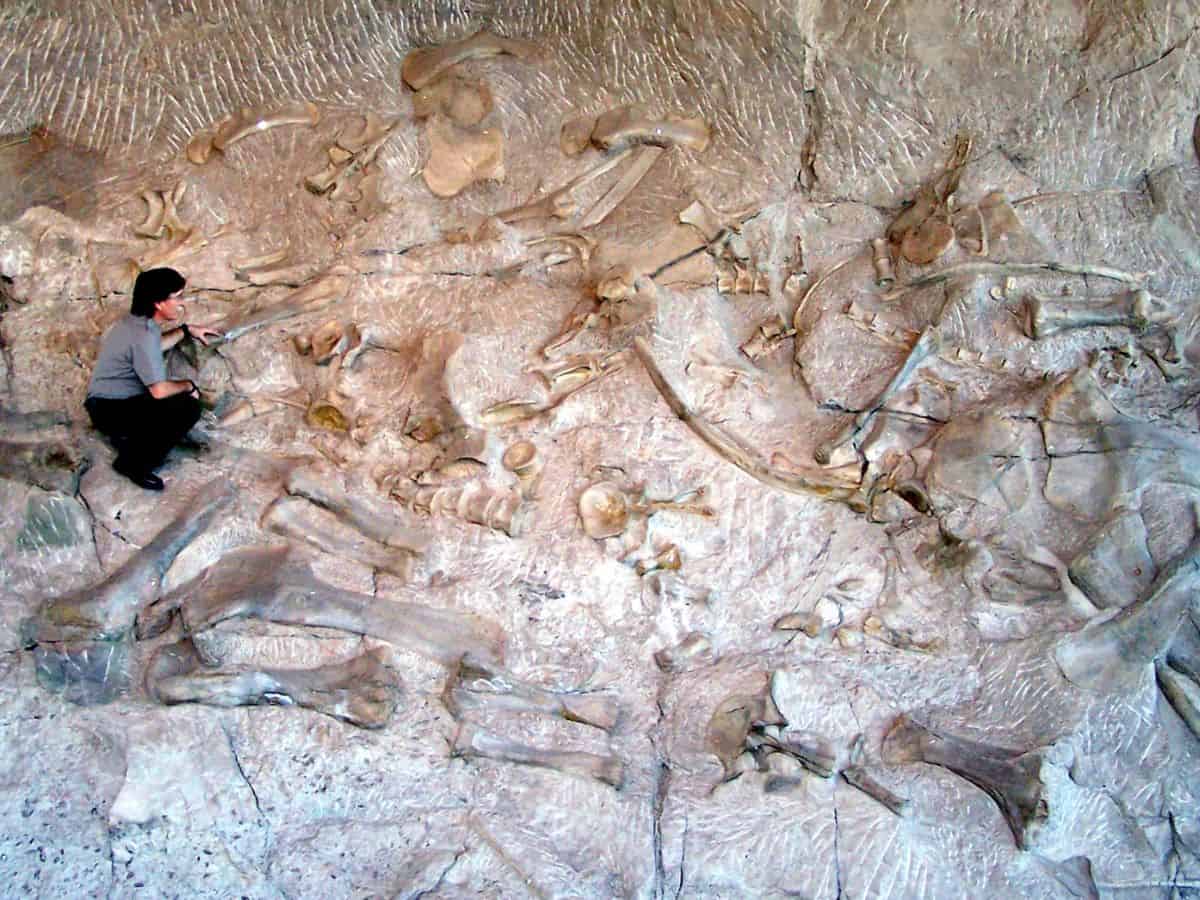 A scientist looking at a dinosaur fossil lodged in a rock wall.