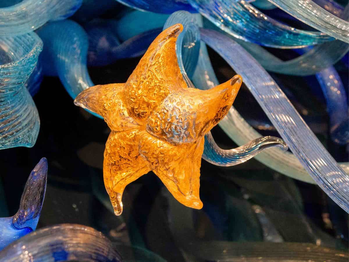 A starfish made of glass in a Dale Chihuly display.