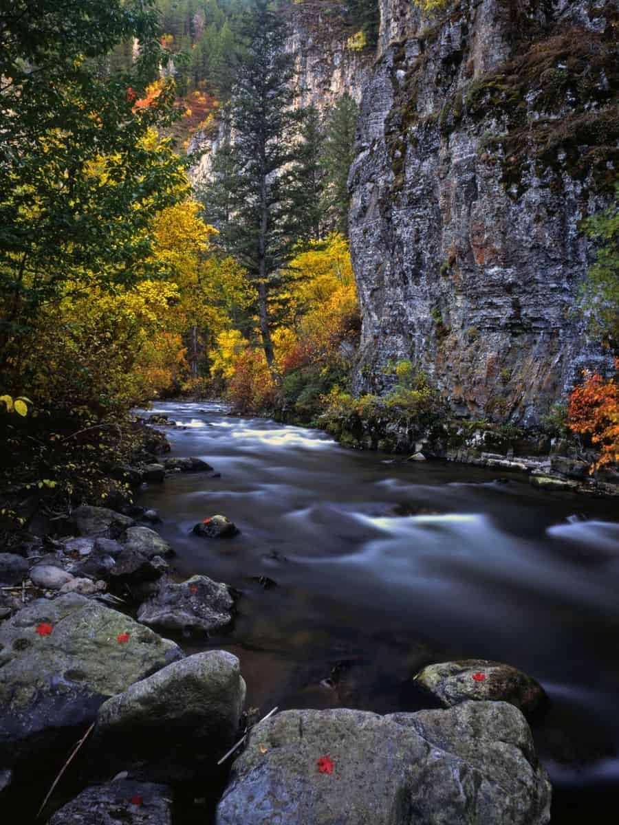The Logan River winds through the Wasatch-Cache National Forest surrounded by beautiful fall colors.