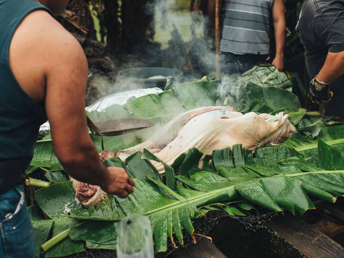 A man preparing a pig to roast in an imu.