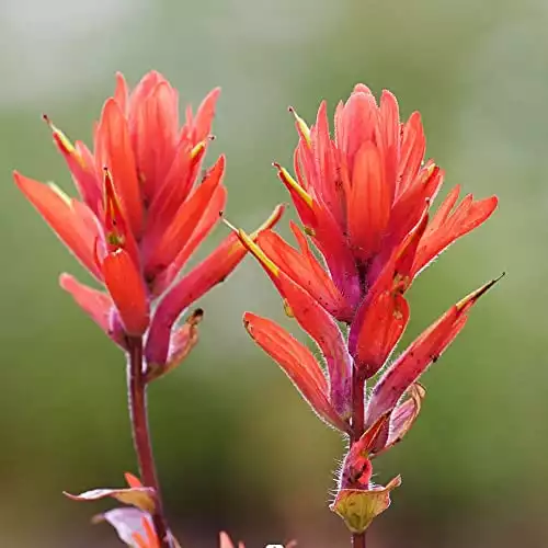 Castilleja Coccinea Seeds Indian Paintbrush Striking and Vibrant Appearance Showy Flowers Attract Pollinators Low-Maintenance Used in Wildflower Gardens 340Pcs by YEGAOL Garden