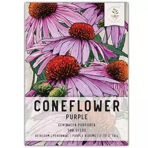 Seed Needs, Purple Coneflower Seeds - 500 Heirloom Seeds for Planting Echinacea purpurea - Perennial Wildflower Attracts Butterflies, Bees and Other Pollinators (1 Pack)