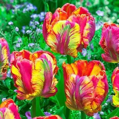 10 Parrot Tulip Bulbs for Planting - Easy to Grow Perennial Tulips (Rainbow)