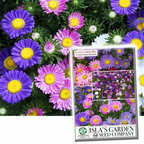 Aster Rainbow Mix Flower Seeds for Planting, 300+ Seeds Per Packet, (Isla's Garden Seeds), Non GMO Seeds, Botanical Name: Callisteephus chinensis, Great Home Garden Gift