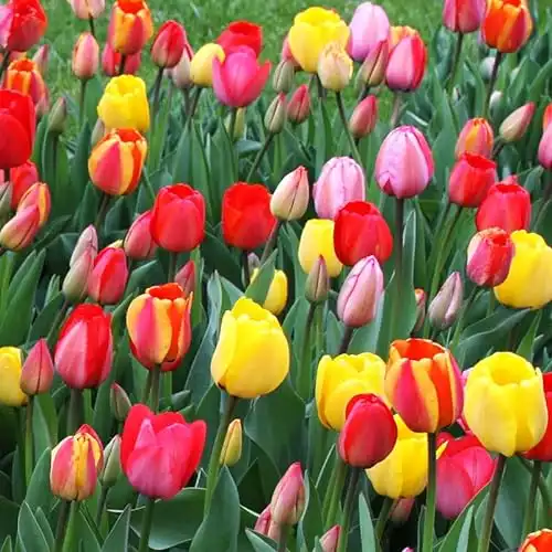 50 Triumph Tulip Bulbs for Planting - Assorted Color Value Pack - Plant in Gardens, Borders & Flowerbeds - Bulb Size 11/12 cm - Easy to Grow Fall Flowers Bulbs by Willard & May